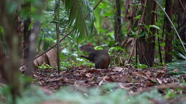 Agouti standing on the ground of the Amazon rain-forest eating nuts in the Amazonas state, Brazil