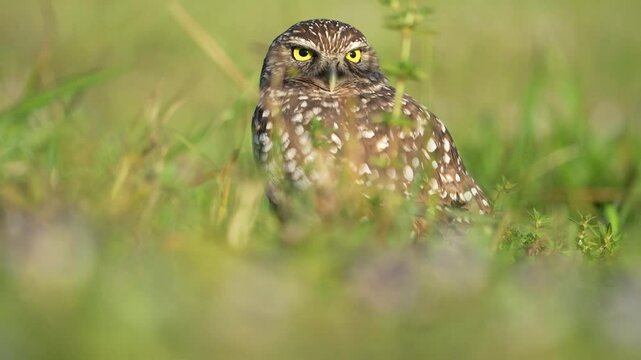 Curious burrowing owl standing on a grassy field on a sunny day, in Marco Island, Florida, USA