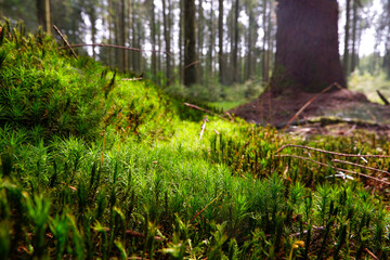 A forest filled with lots of green moss covered trees and ground. Green moss, background.