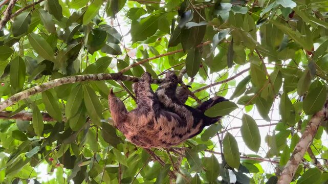 Low angle of a sloth moving on a green-leaf tree branch on a sunny day in the Amazon rainforest