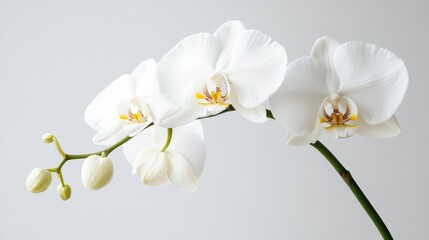 Elegant White Orchid on Minimalist Background