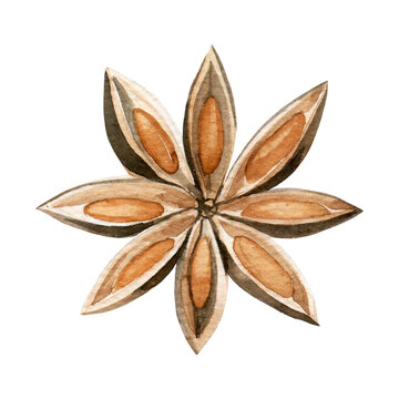 recommend clip art: watercolor drawing, star anise. clipart