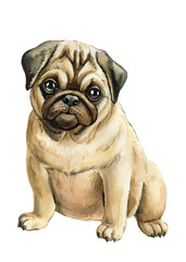 Puppy. Adorable pug portrait. Hand-painted watercolor baby animal, dog Isolated on white background. Cute pug with big eyes