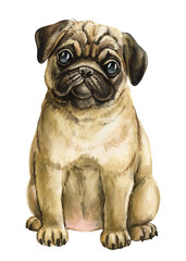 Puppy. Adorable pug portrait. Hand-painted watercolor baby animal, dog Isolated on white background. Cute pug with big eyes