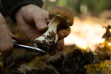 man cleaning a mushroom in the forest