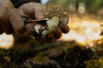 man cleaning a mushroom in the forest