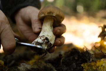 man cleaning a mushroom in the forest