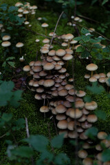 mushroom growing in moss on a tree in the forest