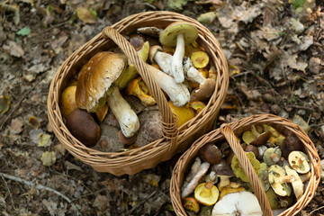 mushrooms in a basket