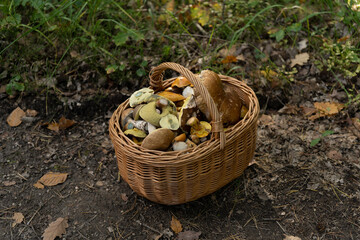 food, white, brown, green, isolated, basket, healthy, nobody, bowl, meal, leaf, basket, food, mushroom, autumn, isolated, brown, mushrooms, white, nature, boletus, edible, fungus, forest, fresh, healt