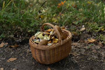 basket of mushrooms
