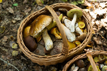 mushrooms in a basket in a forrest