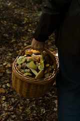 person picking mushrooms with a basket full of mushrooms , person carrying basket of mushrooms
