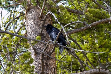 Crow in the trees