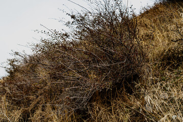 A bush growing in a dry, brown field, with dried grass and a rustic landscape in the background. The image captures a natural, rural scene of autumn or dry season, highlighting the textures 