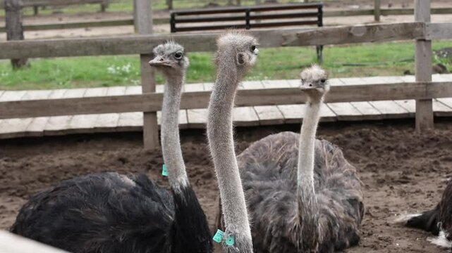 Three ostrich heads against a wooden fence. Ostrich farm. The ostriches are looking at the camera.