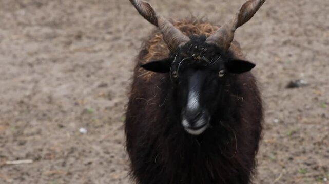Black Hungarian goat. Racka sheep.