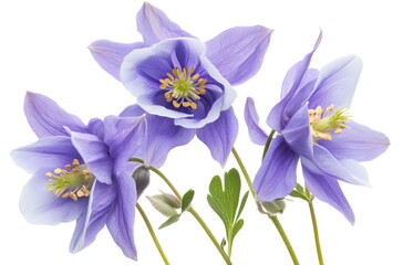 a group of purple flowers

