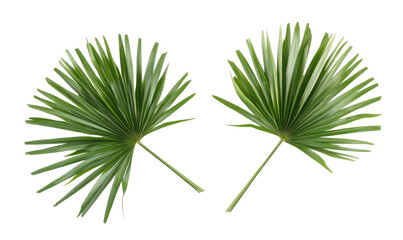 Chinese Fan Palm plant green leaf on white background