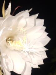 White flower Background