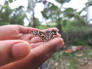 butterfly on hand