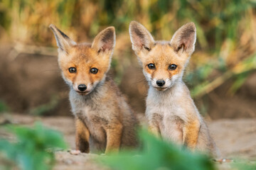 Adorable fox kits posing in a natural outdoor setting.