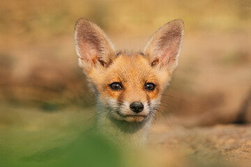 Close-up of a fox cub's face with open ears outdoors