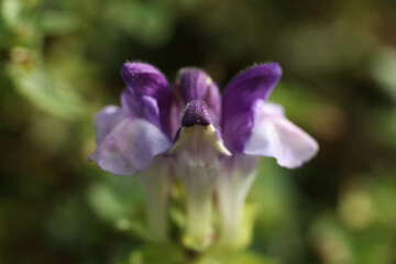 a close up of Scutellaria alpina, the alpine skullcap in the autumn garden	