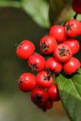 Cotoneaster frigidus, the tree cotoneaster in the autumn garden	