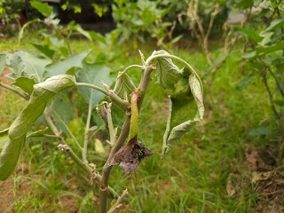 Diseased Eggplant trees