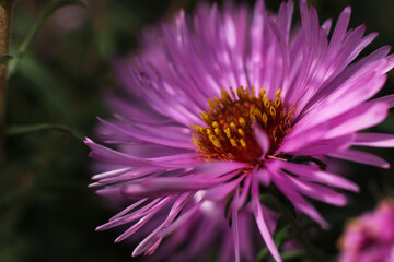 Obraz premium Pink aster flower in the garden close-up. Selective focus