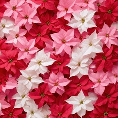 Colorful poinsettia flowers, vibrant holiday display
