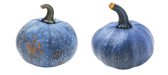 Blue Hokkaido squash isolated on a white background, great for autumn themes and decorations.