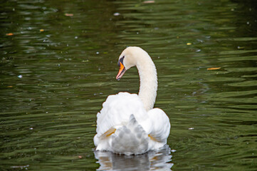 Fototapeta premium Schwan blickt zur Seite auf dem Wasser