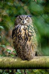 The Eurasian Eagle Owl 