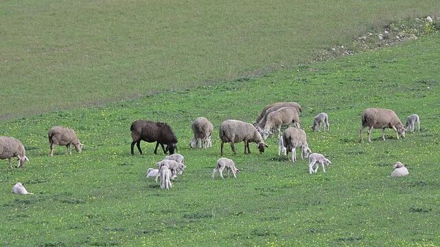 Gregge di pecore con i loro agnellini brucano l'erba