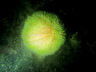 Plong&eacute;e sous-marine dans le Morbihan
