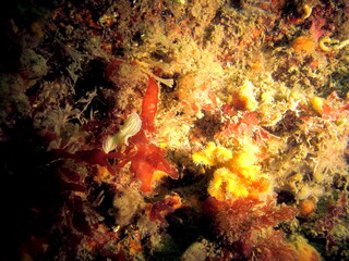 Plongée sous-marine dans le Morbihan
