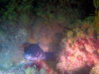 Plong&eacute;e sous-marine dans le Morbihan