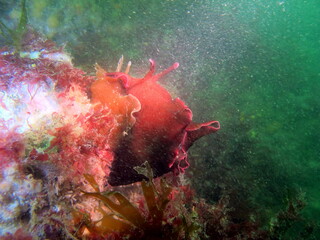 Plong&eacute;e sous-marine dans le Morbihan