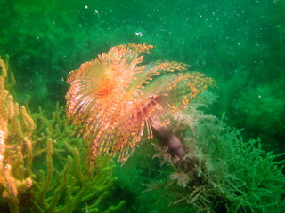 Plong&eacute;e sous-marine dans le Morbihan