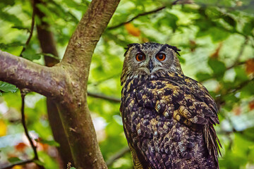 The Eurasian Eagle Owl 