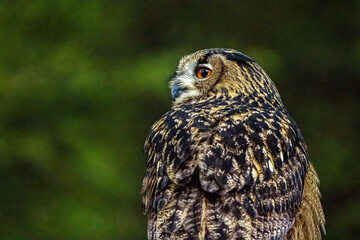 The Eurasian Eagle Owl 