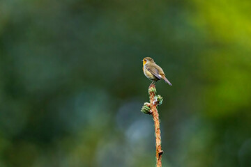 A European robin in the wild