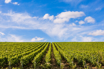 Les vignobles de vin Chablis