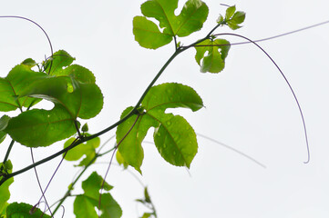 passion fruit plant, Passiflora edulis or Passionfruit or Maracuja or leaf of plant and rain drop