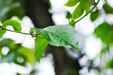 passion fruit plant, Passiflora edulis or Passionfruit or Maracuja or leaf of plant and rain drop