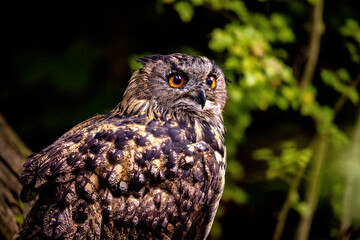 The Eurasian Eagle Owl 