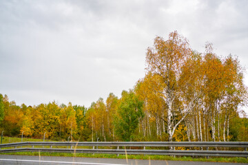 Autumn trees along the highway 