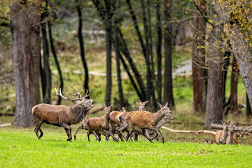 Red Deer during the rutting season